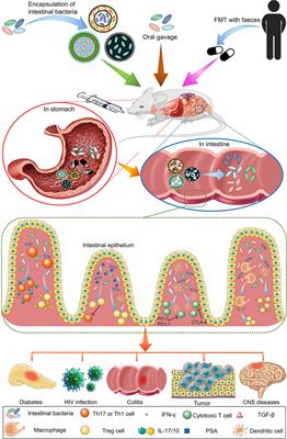 Intestinal Bacteria Encapsulated by Biomaterials Enhance Immunotherapy